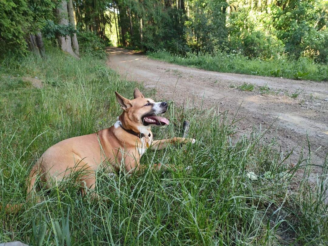 akita pitbull mix