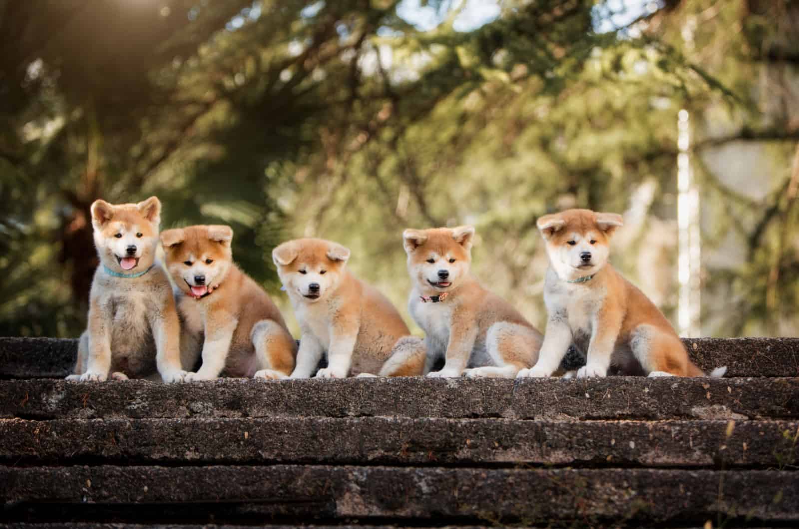 akita puppies