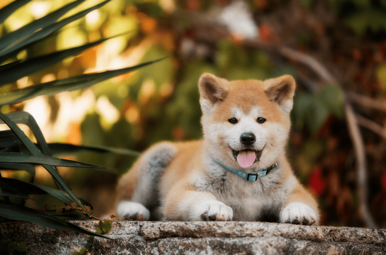 Akita puppy lying outside