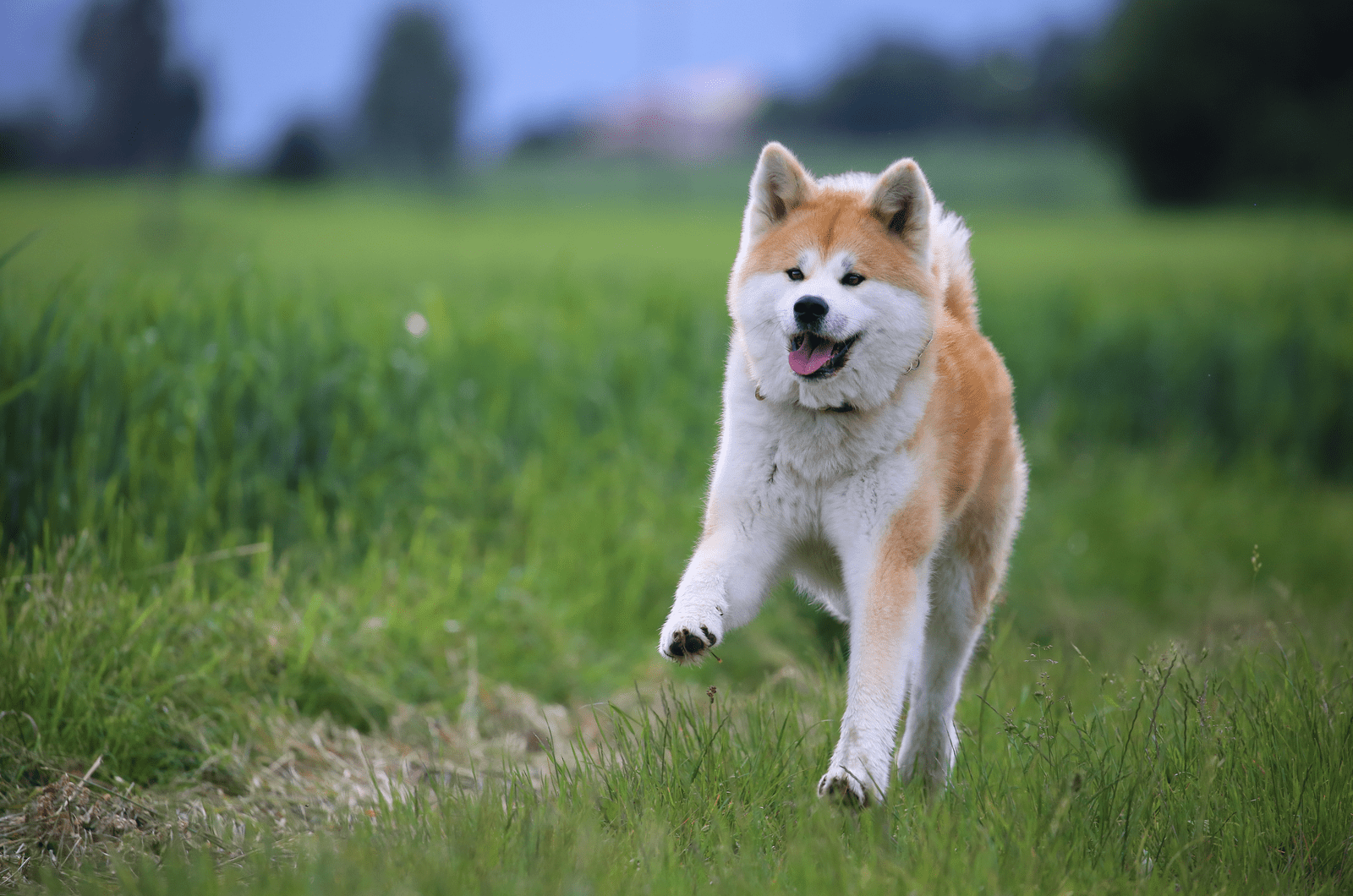 Akita running outside