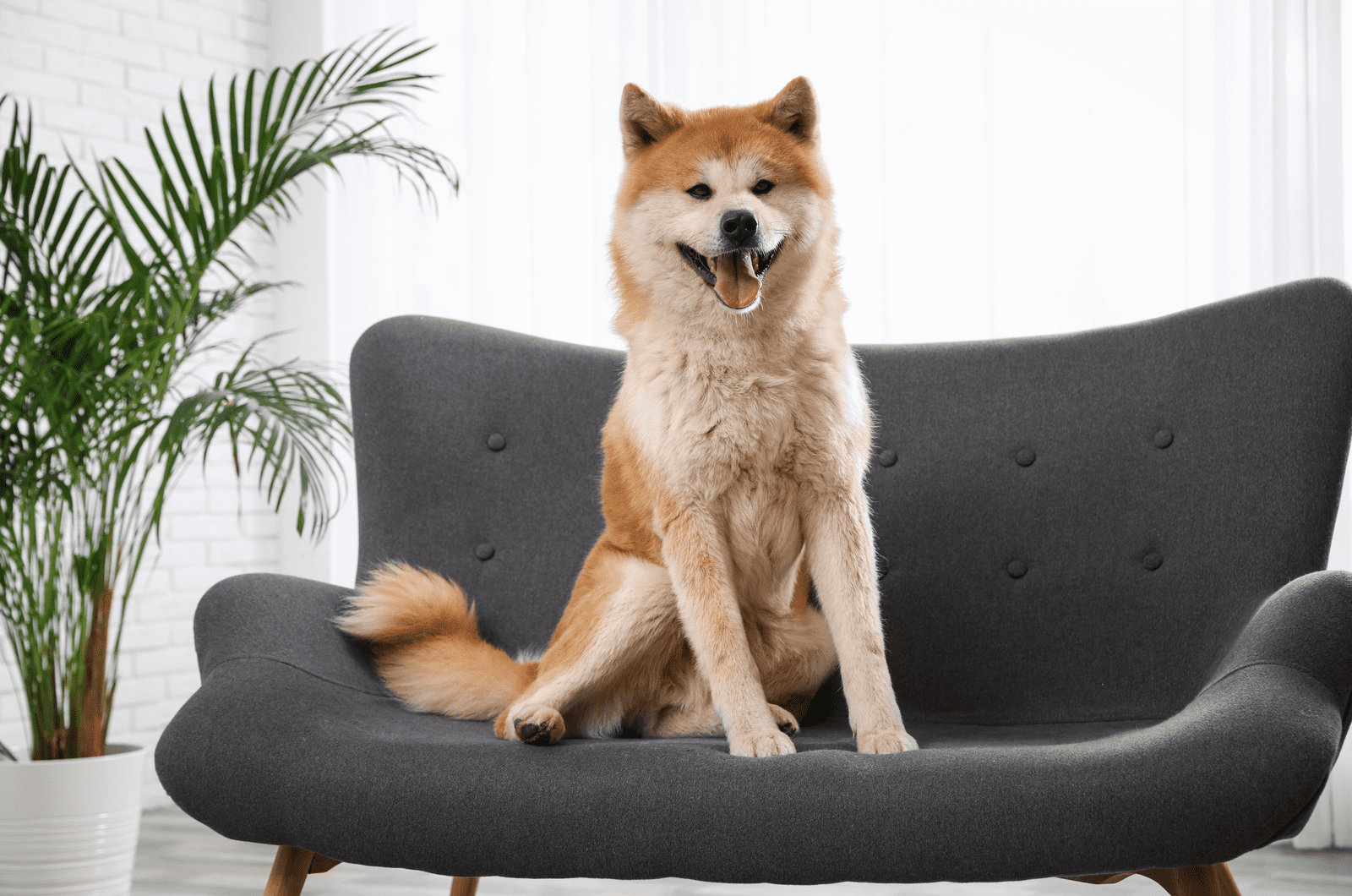 Akita sitting on chair