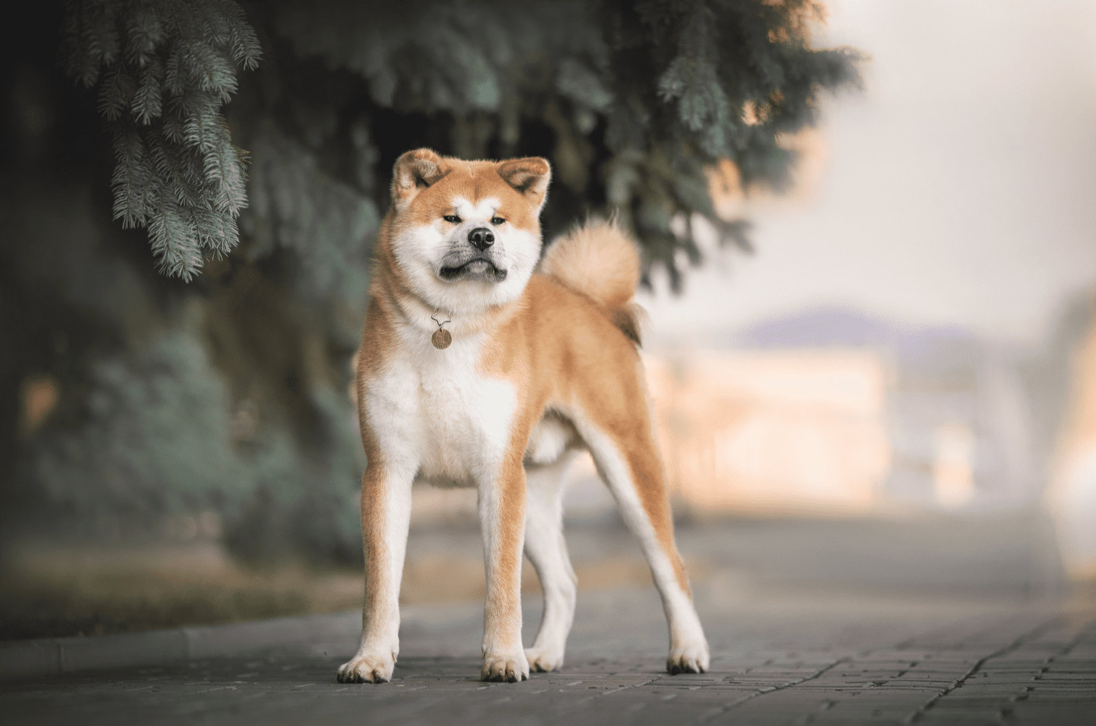 Akita standing outside on road