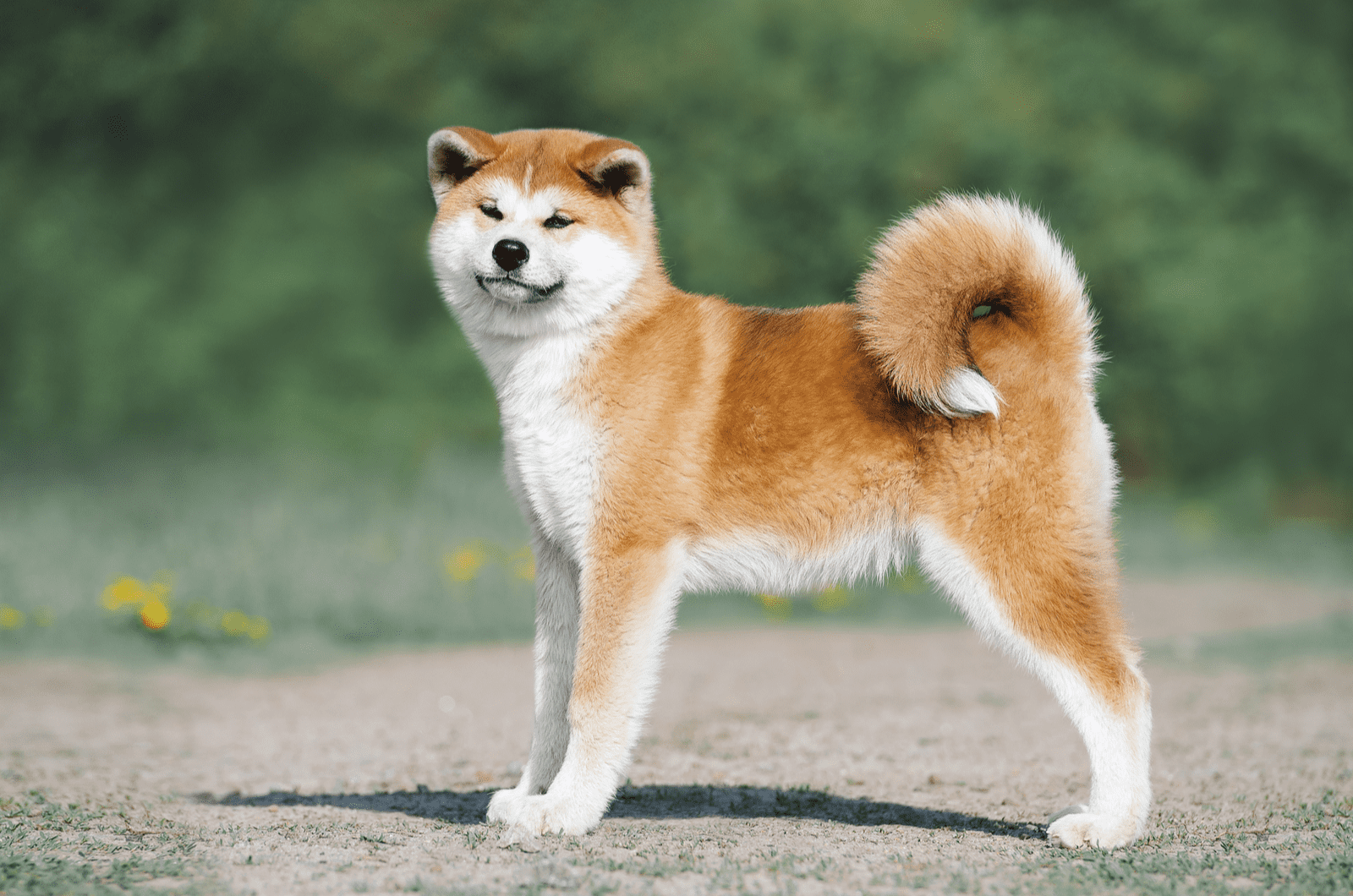 Akita standing outside