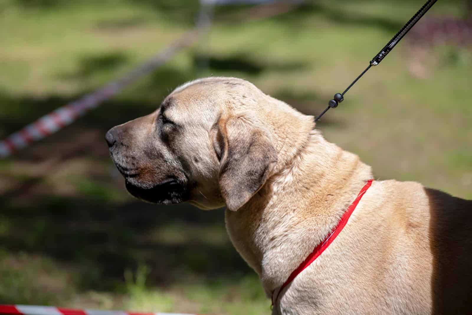 aksaray malaklisi dog on the leash in the park