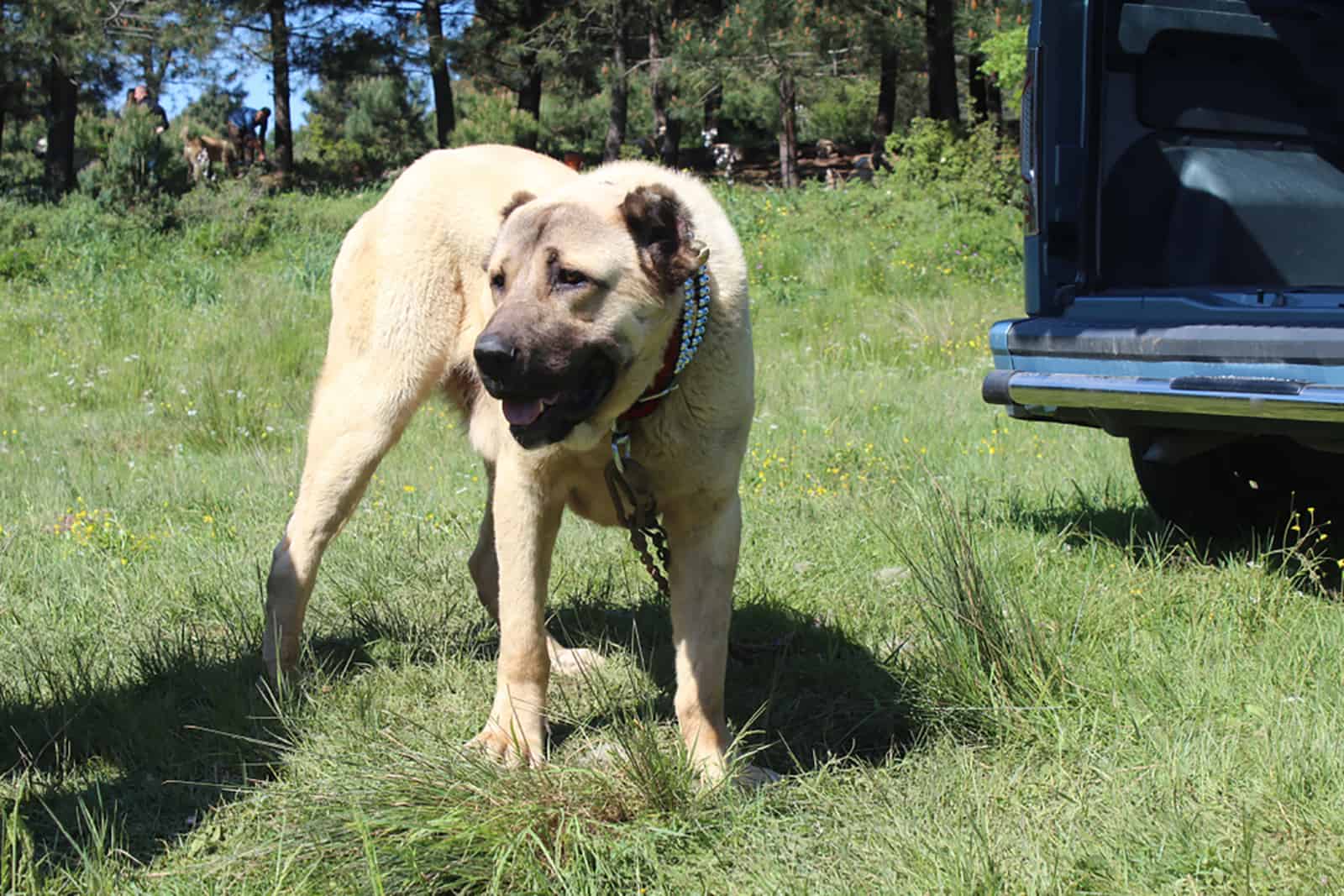 aksaray malaklisi dog standing in the field beside a car