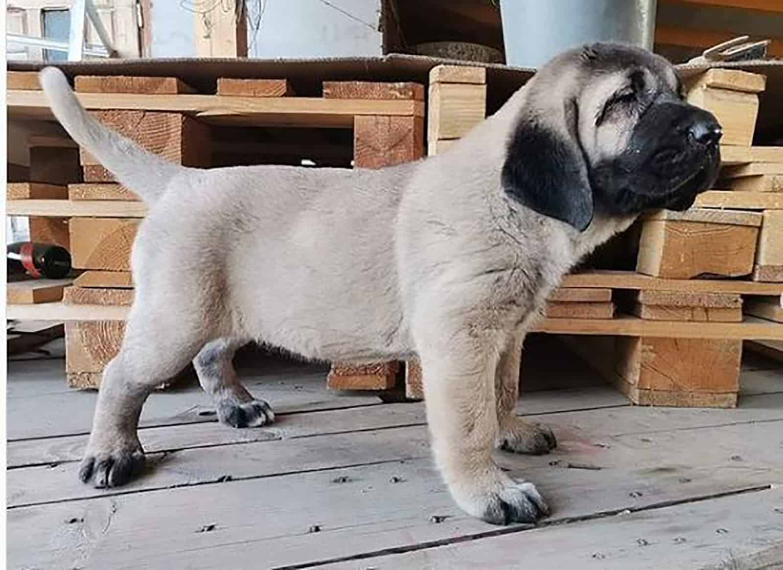 aksaray malaklisi puppy posing