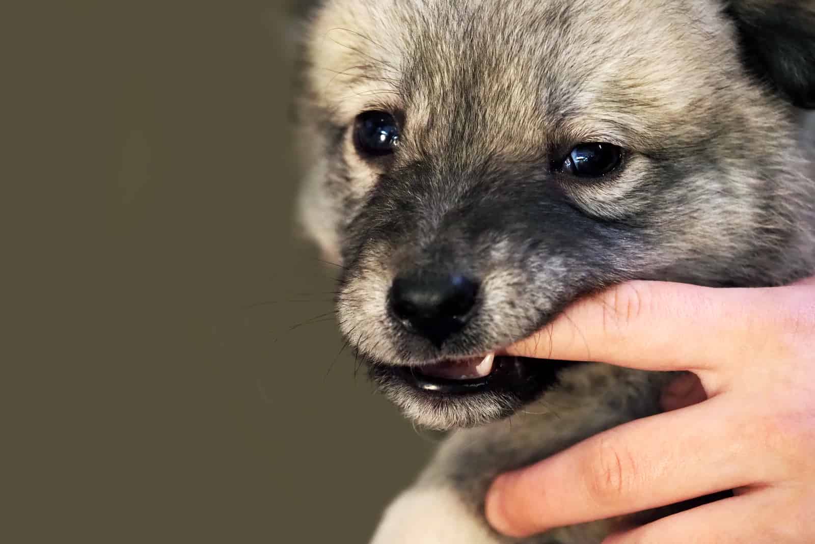 Alabai puppy nibbles owner's finger