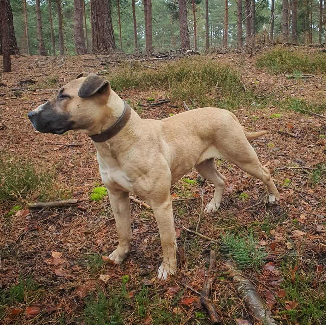 Alano Espanol stands in the forest