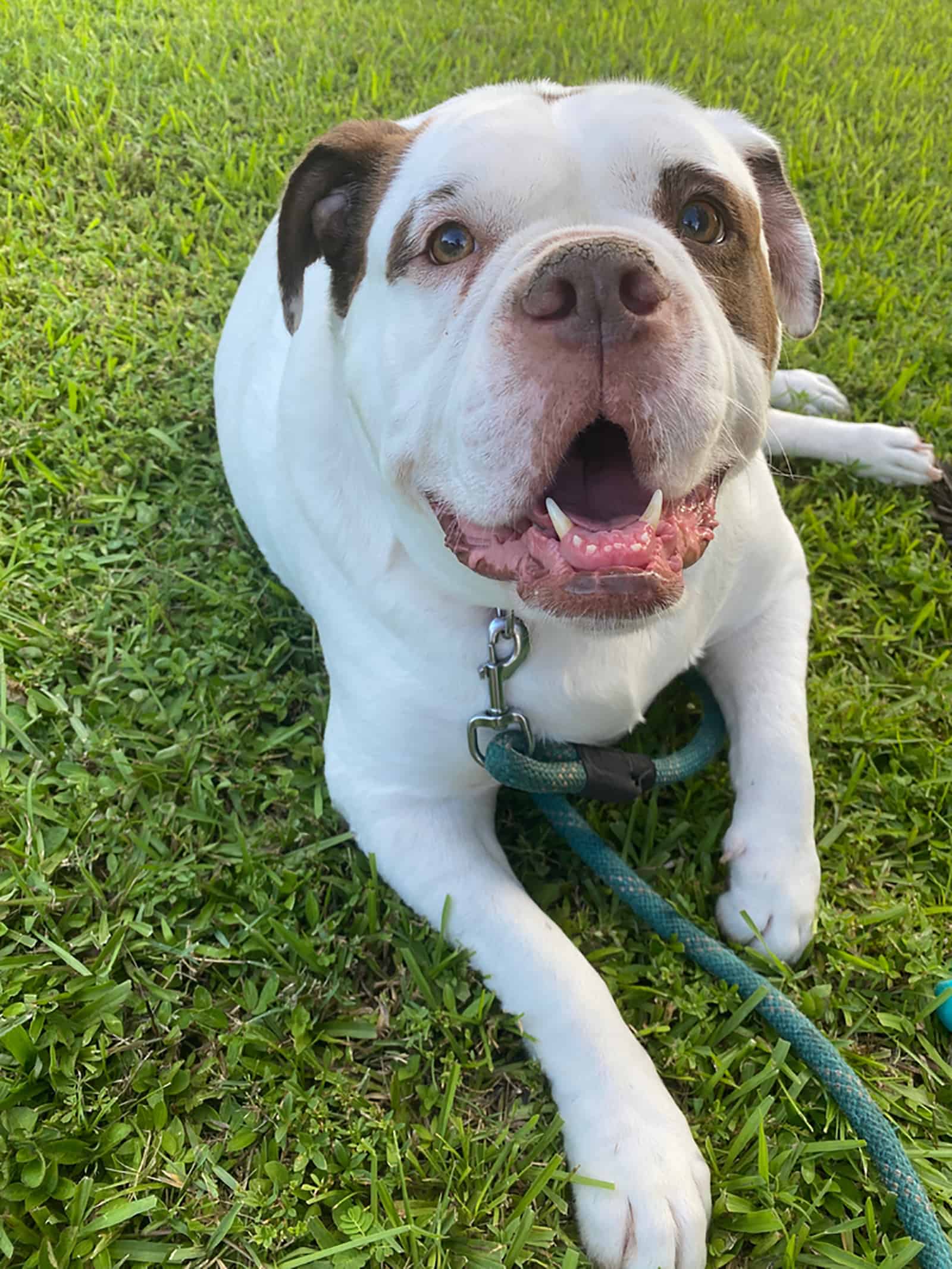 alapaha blue blood bulldog lying on the grass