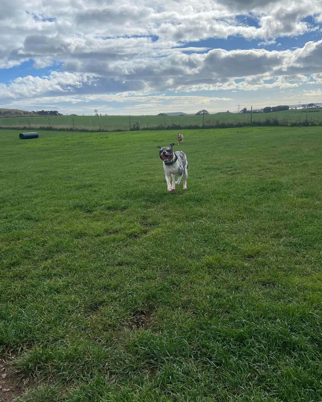 Alapaha Blue Blood Bulldog runs across the field