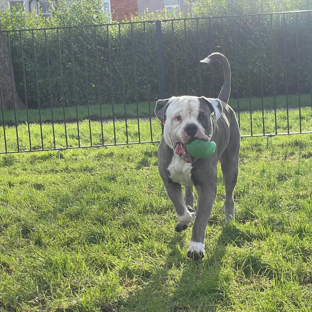 Alapaha Blue Blood Bulldog runs with a toy in his mouth