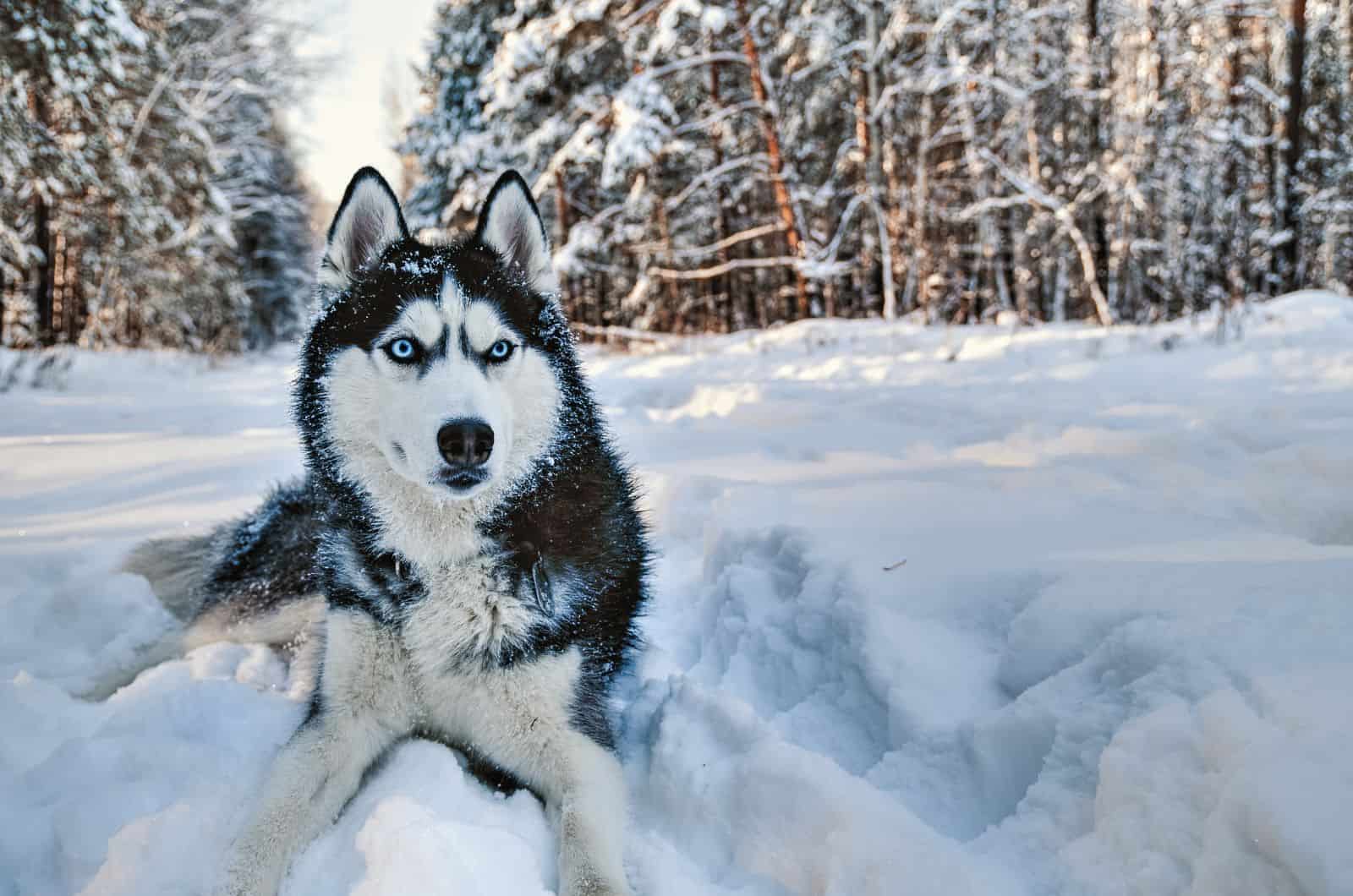 Alaskan Husky