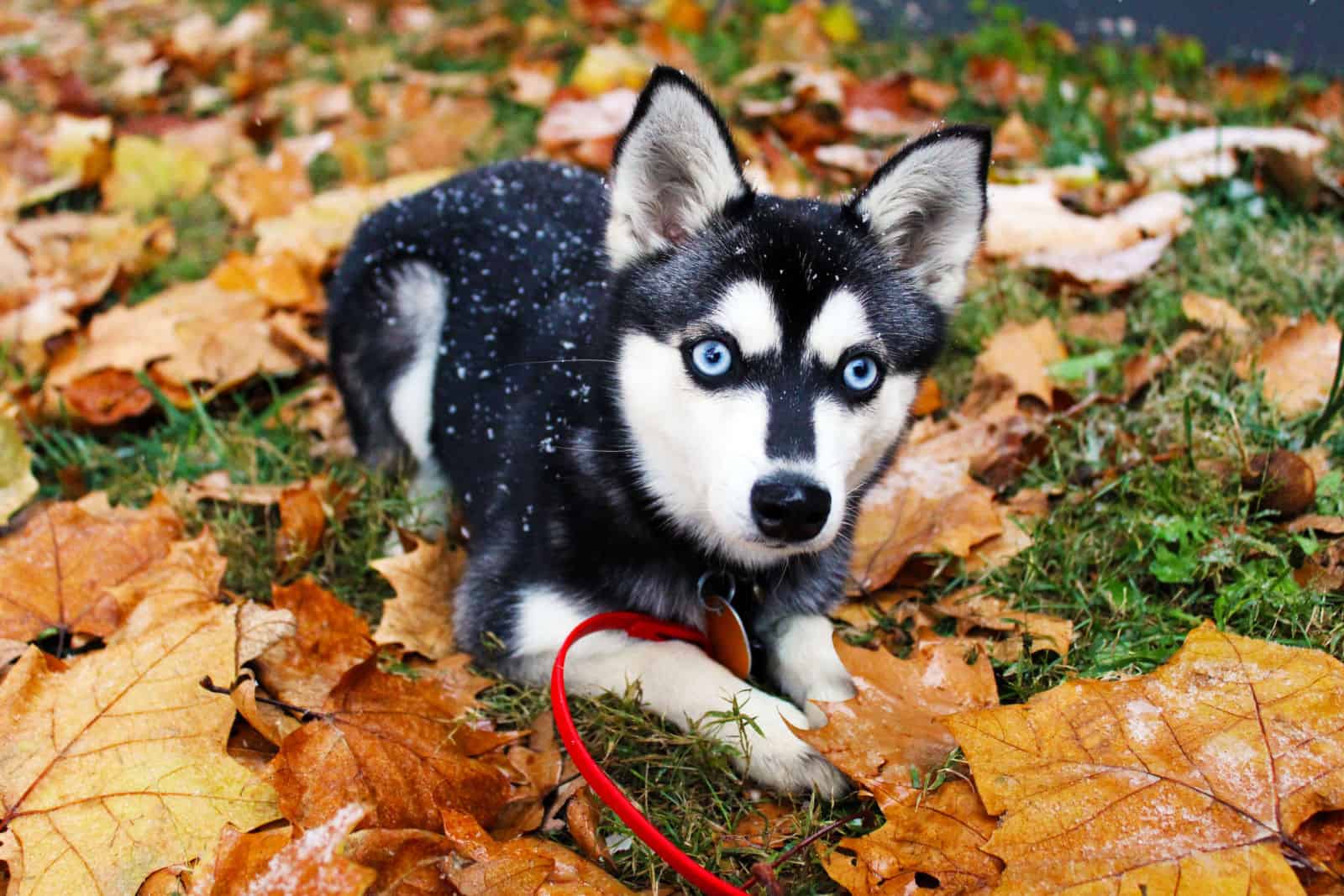 Alaskan Klee Kai in Snow