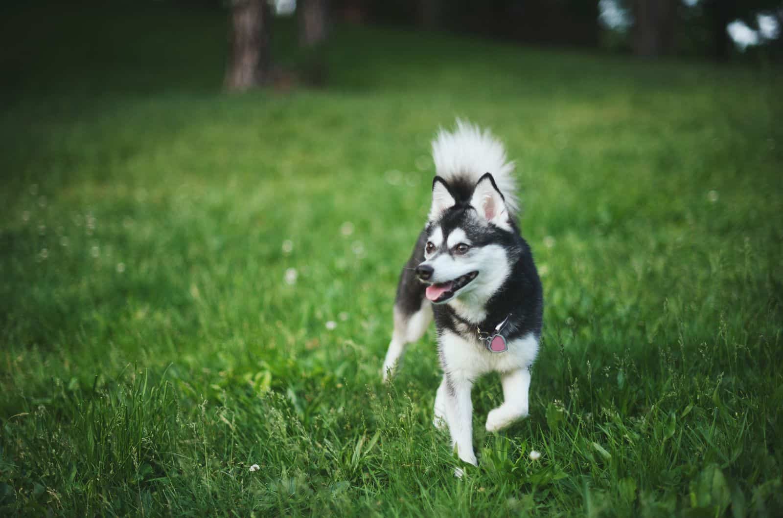 Alaskan Klee Kai standing on grass