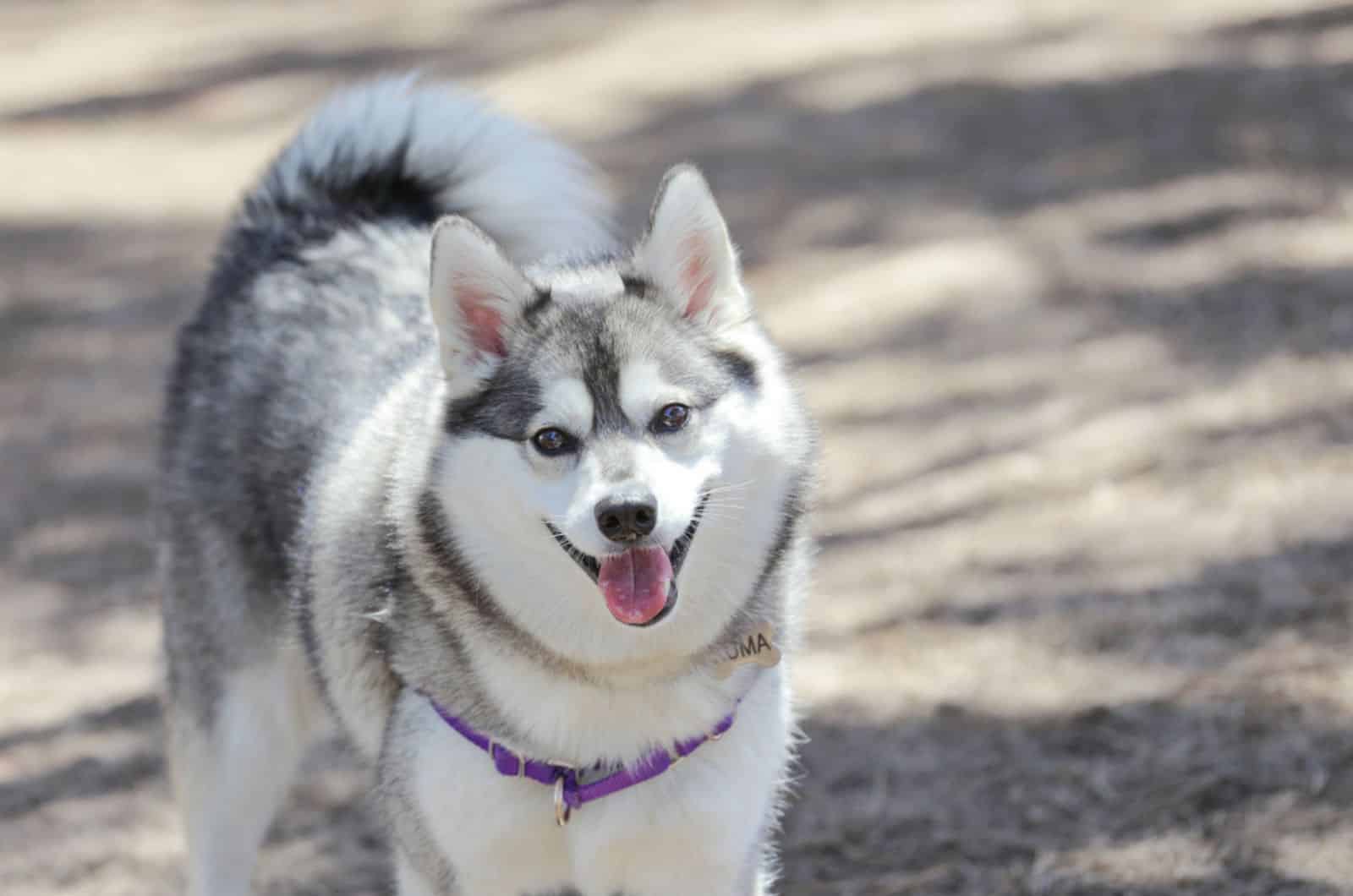 alaskan klee kai in nature