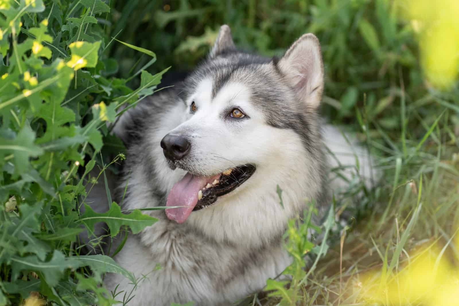 Alaskan malamut dog lies on green grass in beautiful sunny summer day