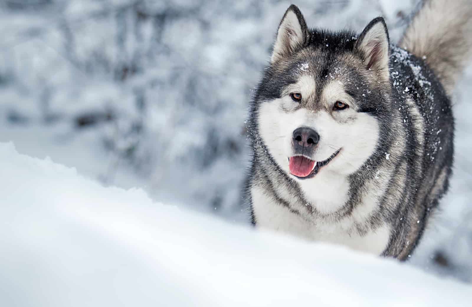 Alaskan Malamute in the snow