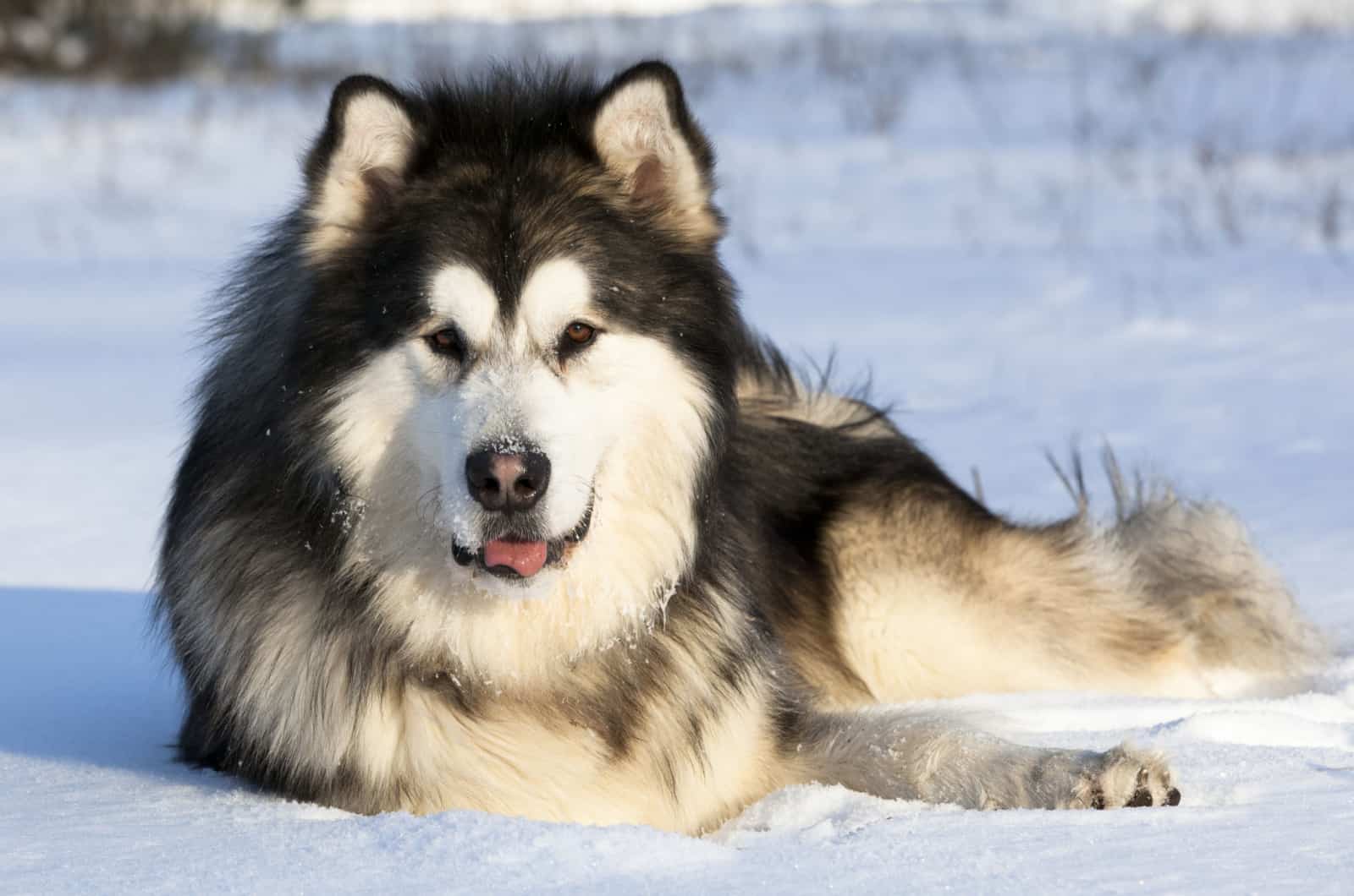 alaskan malamute