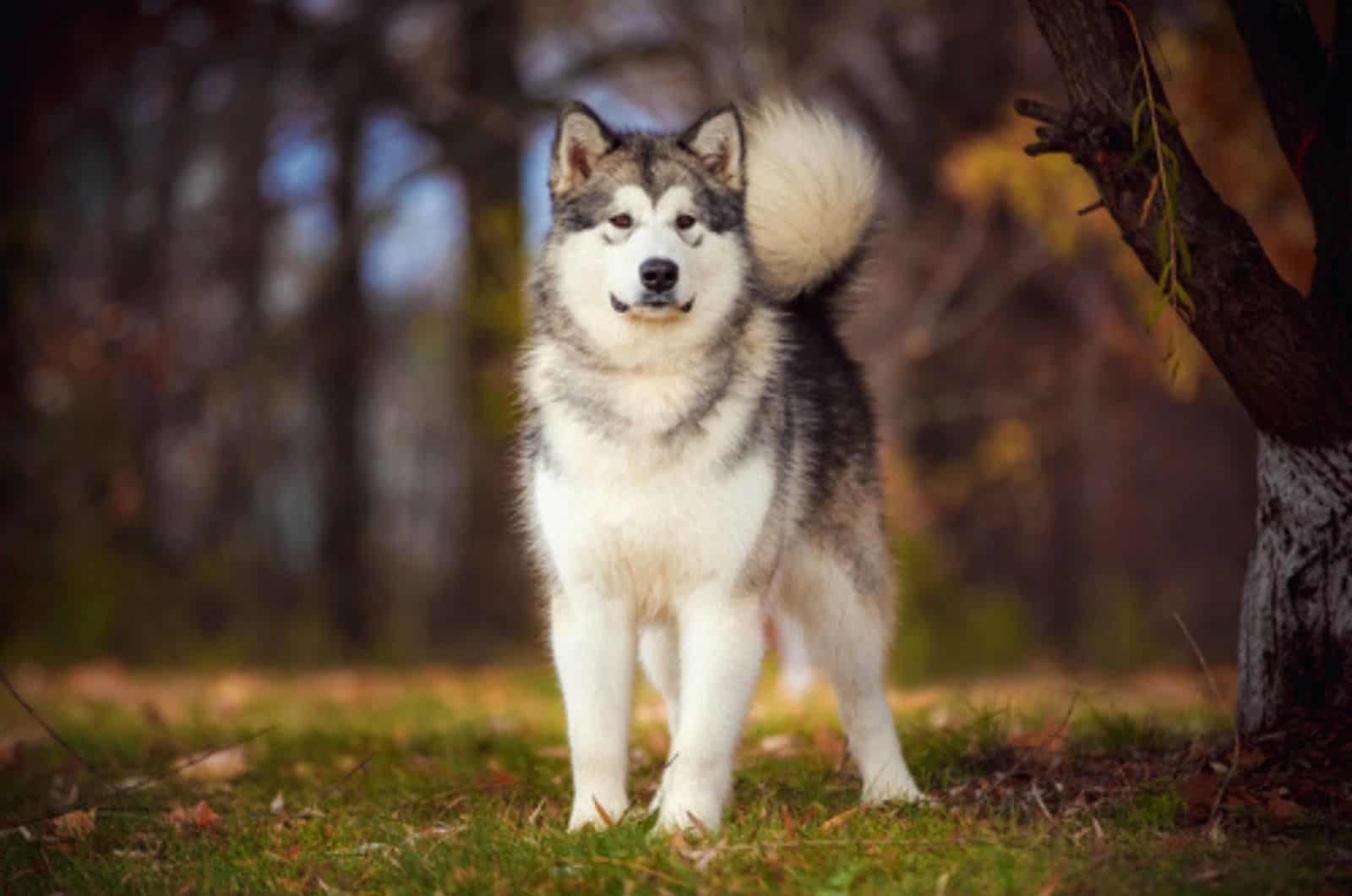 Alaskan Malamute Growth Chart — Big Sled Dogs From The North