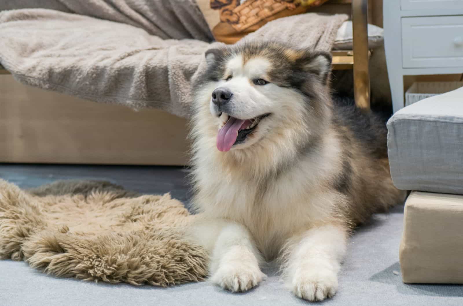 alaskan malamute lying on the carpet in the living room