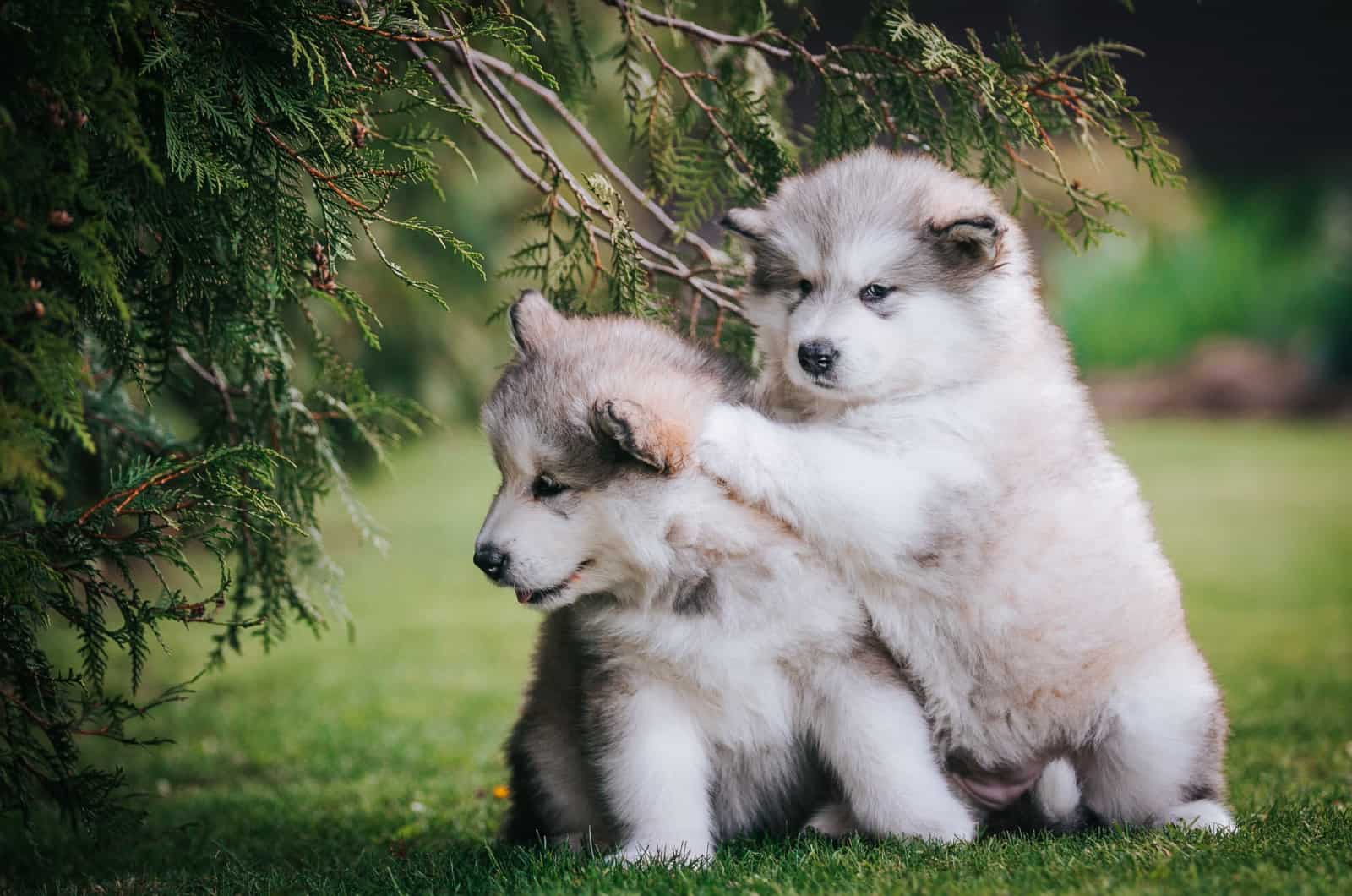 alaskan malamute puppies