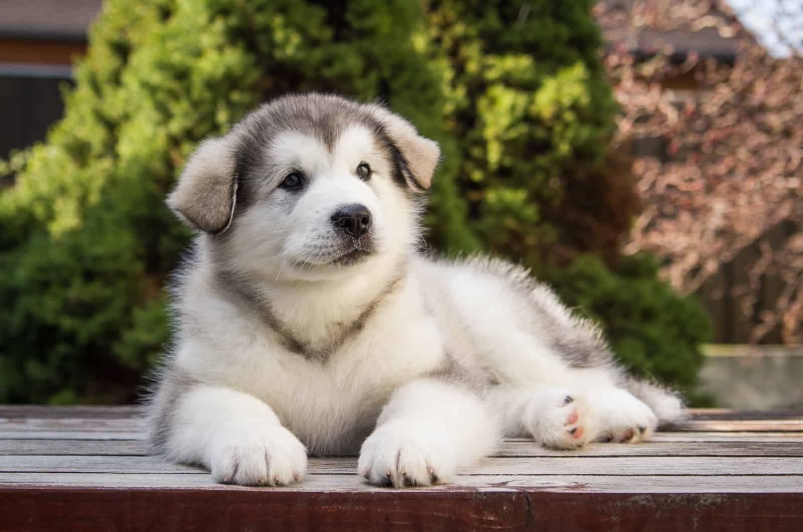 Alaskan Malamute puppy