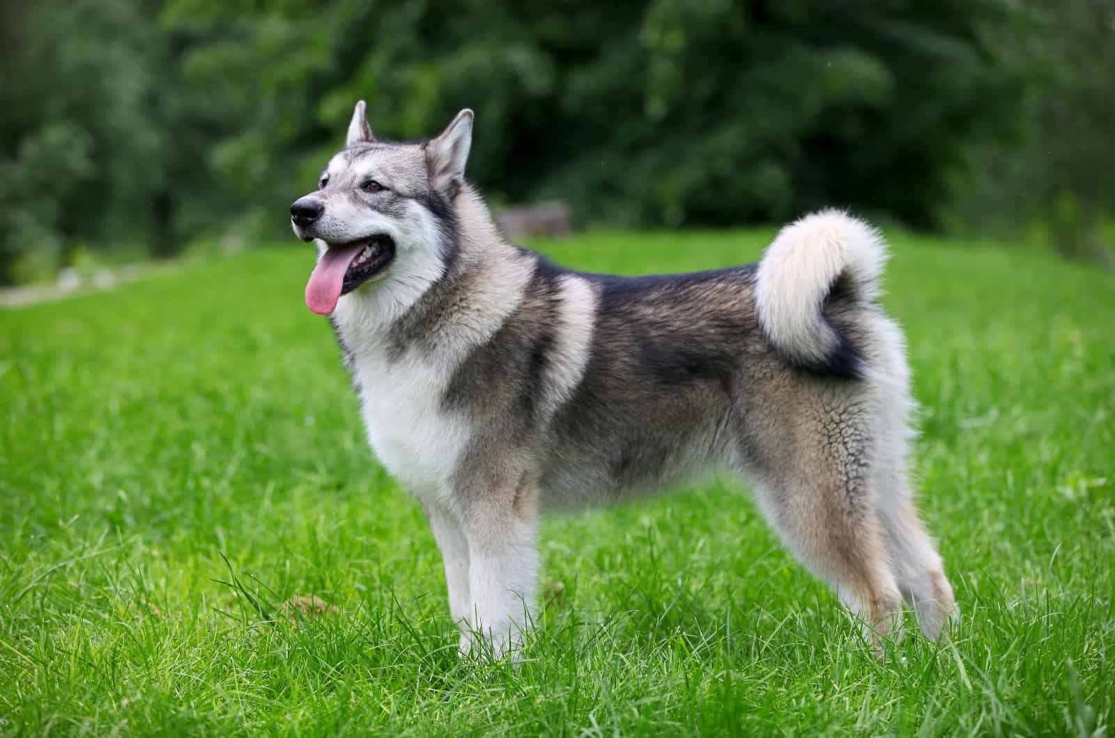 Alaskan Malamute standing on grass