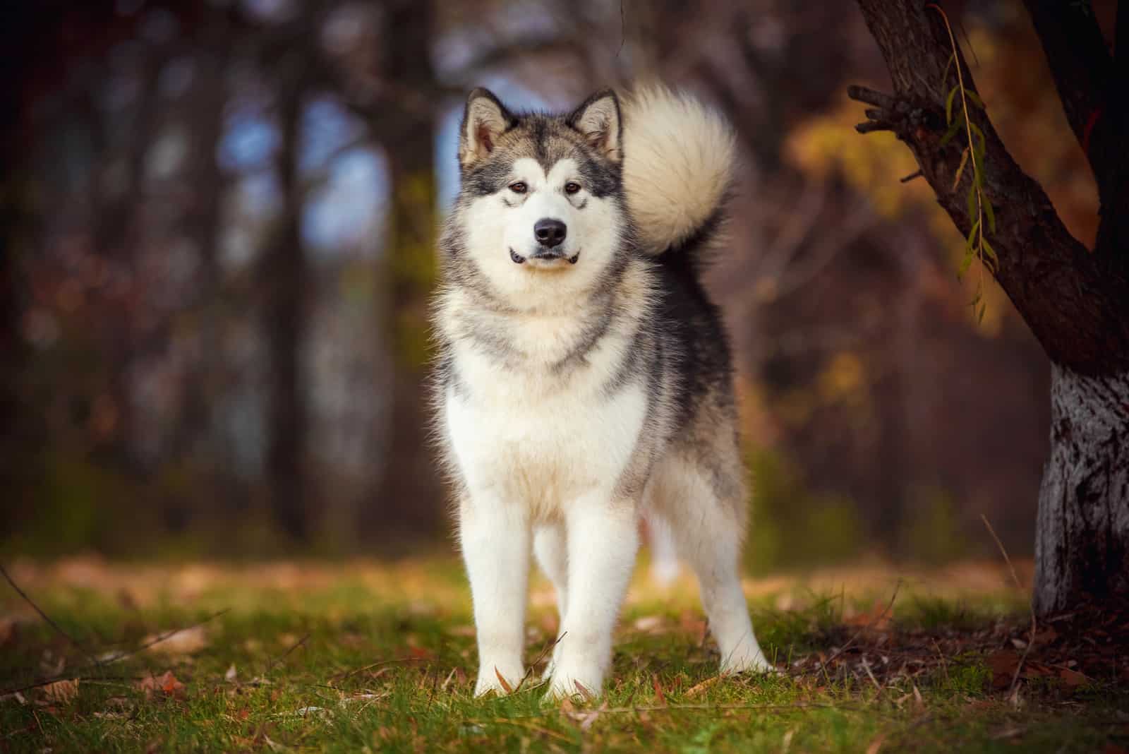 Alaskan Malamute stands in the park