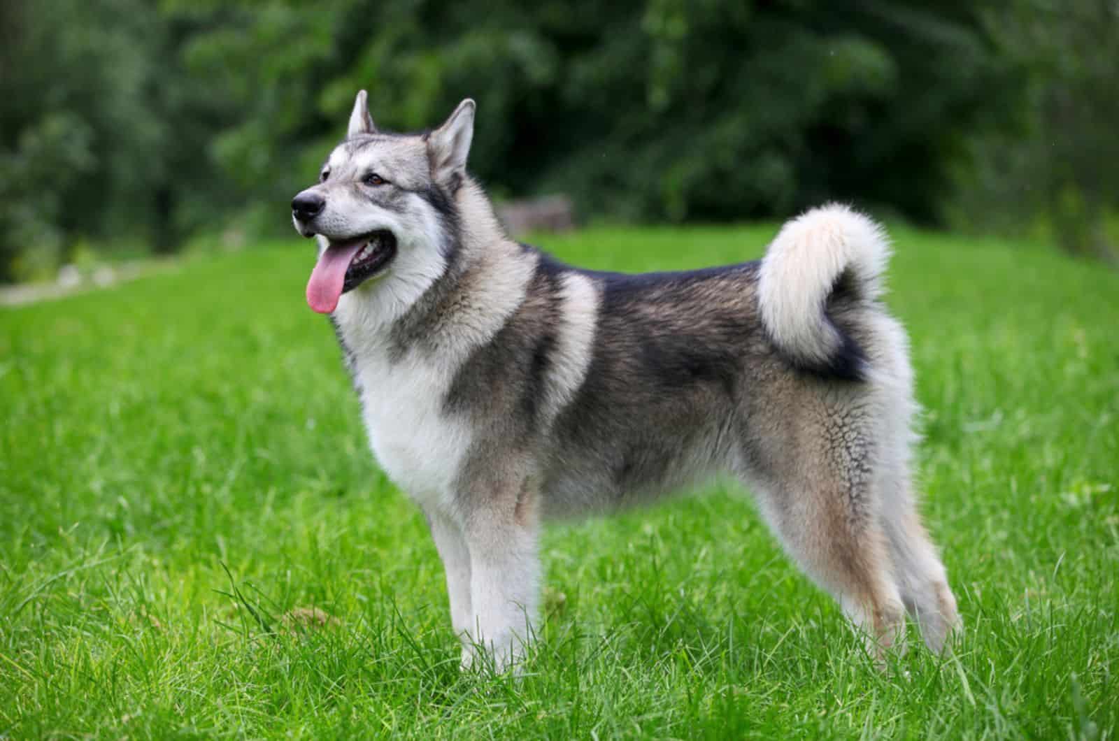 alaskan malamute standing on a meadow