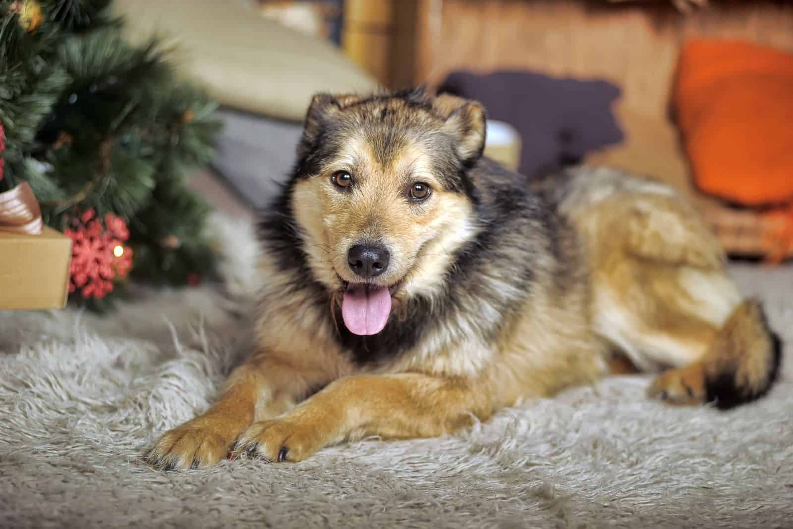 Alaskan Shepherds lie on the carpet