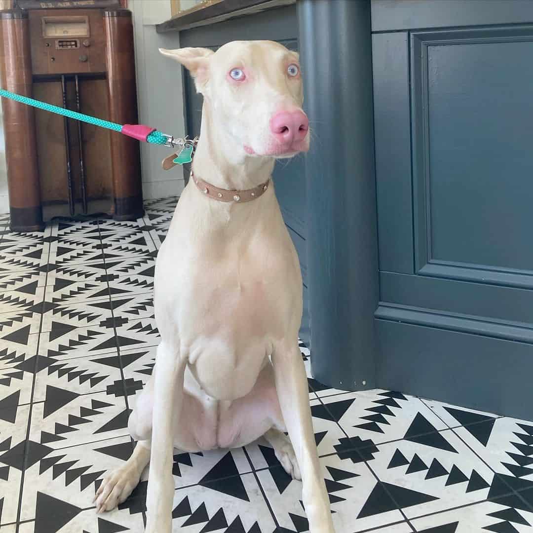 albino doberman