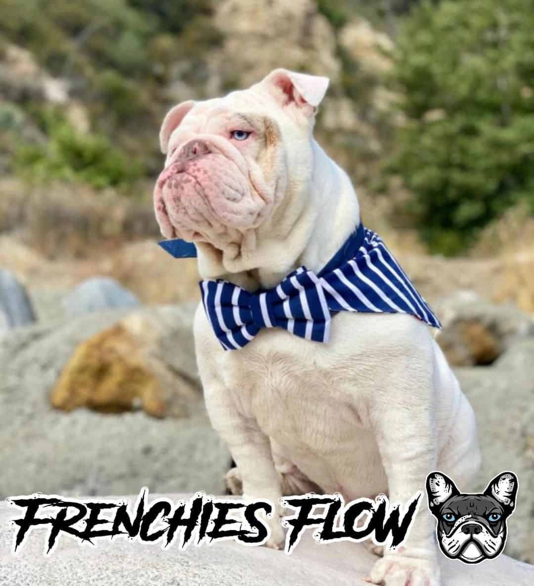 albino english bulldog