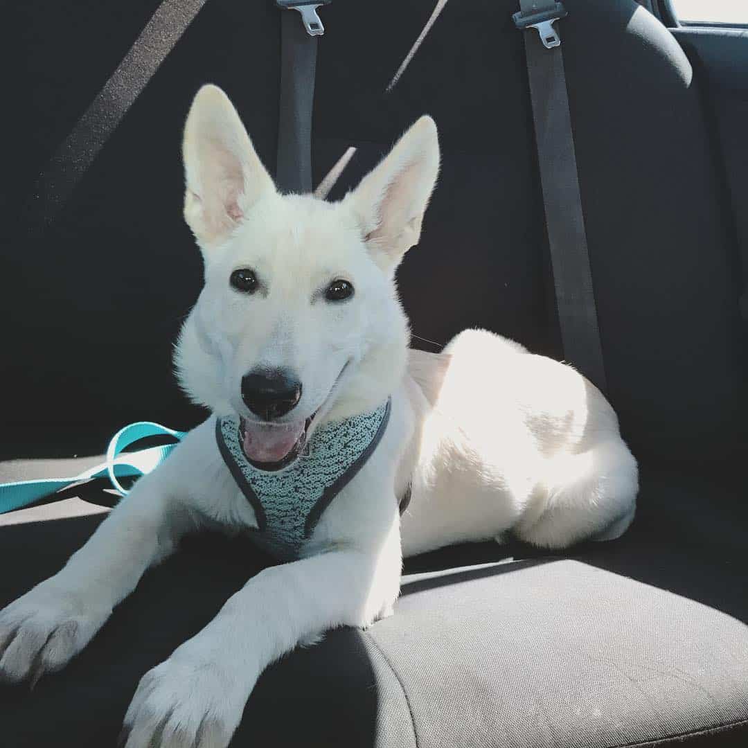 Albino German Shepherd