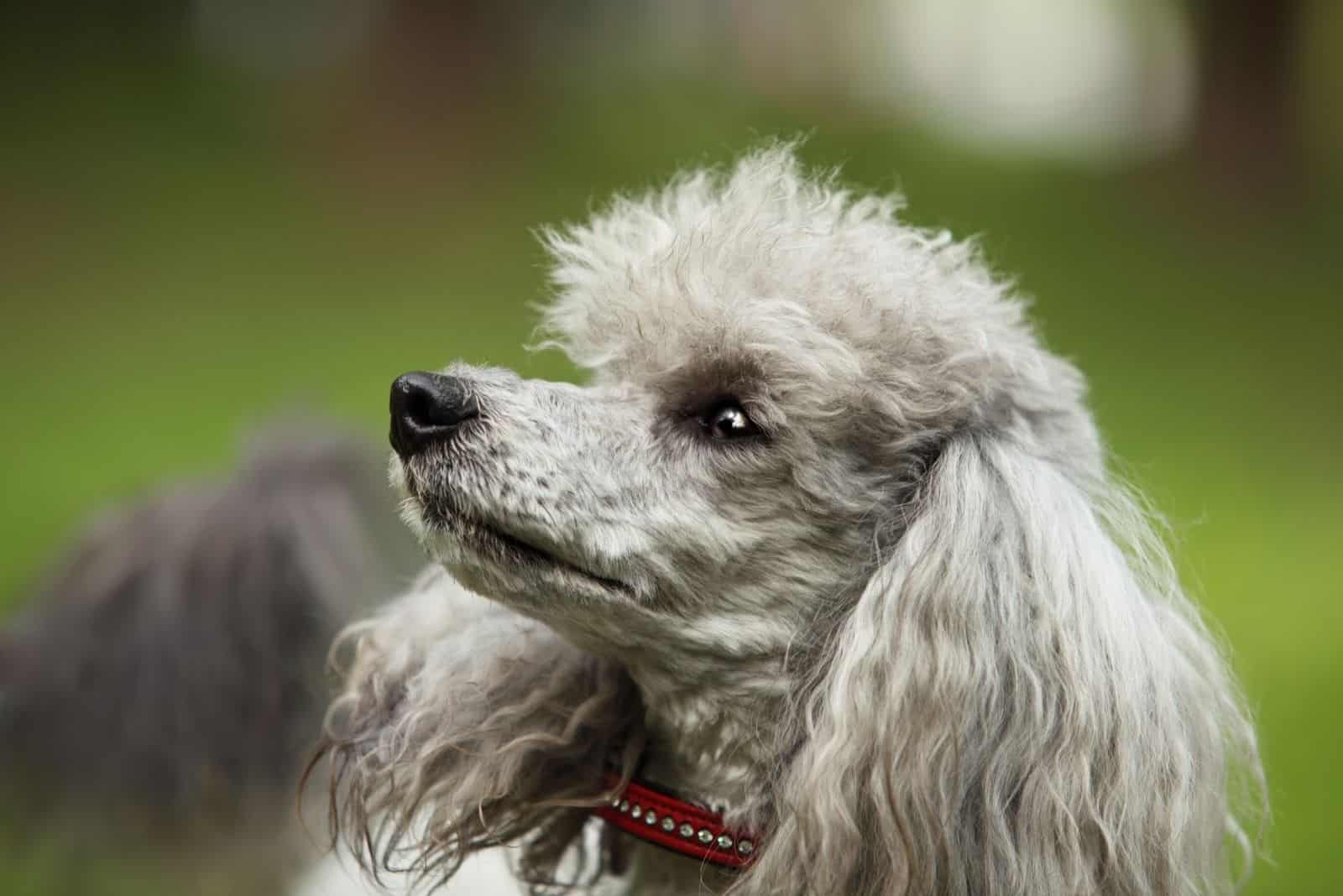 alert cute poodle with big ears looking up