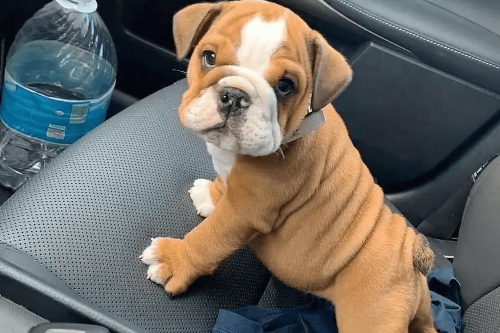 All About Mini English Bulldog: Can You Handle The Cuteness?