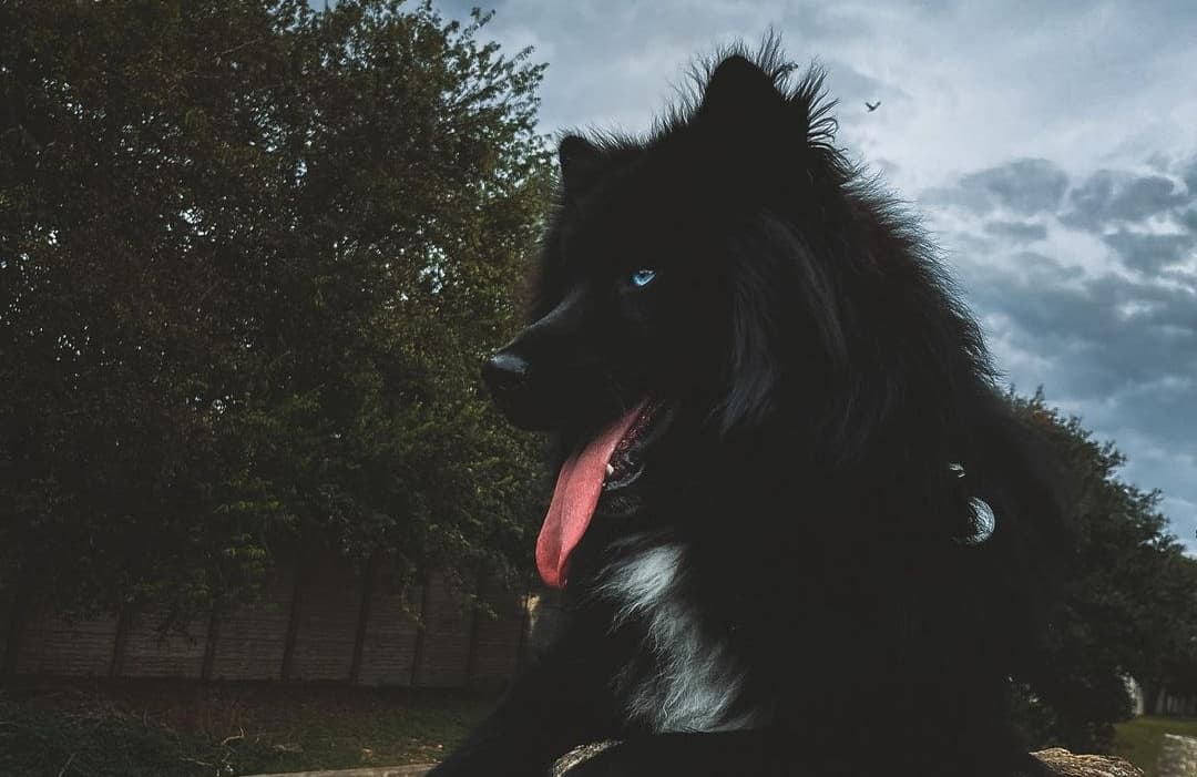 all black Husky sitting on rock