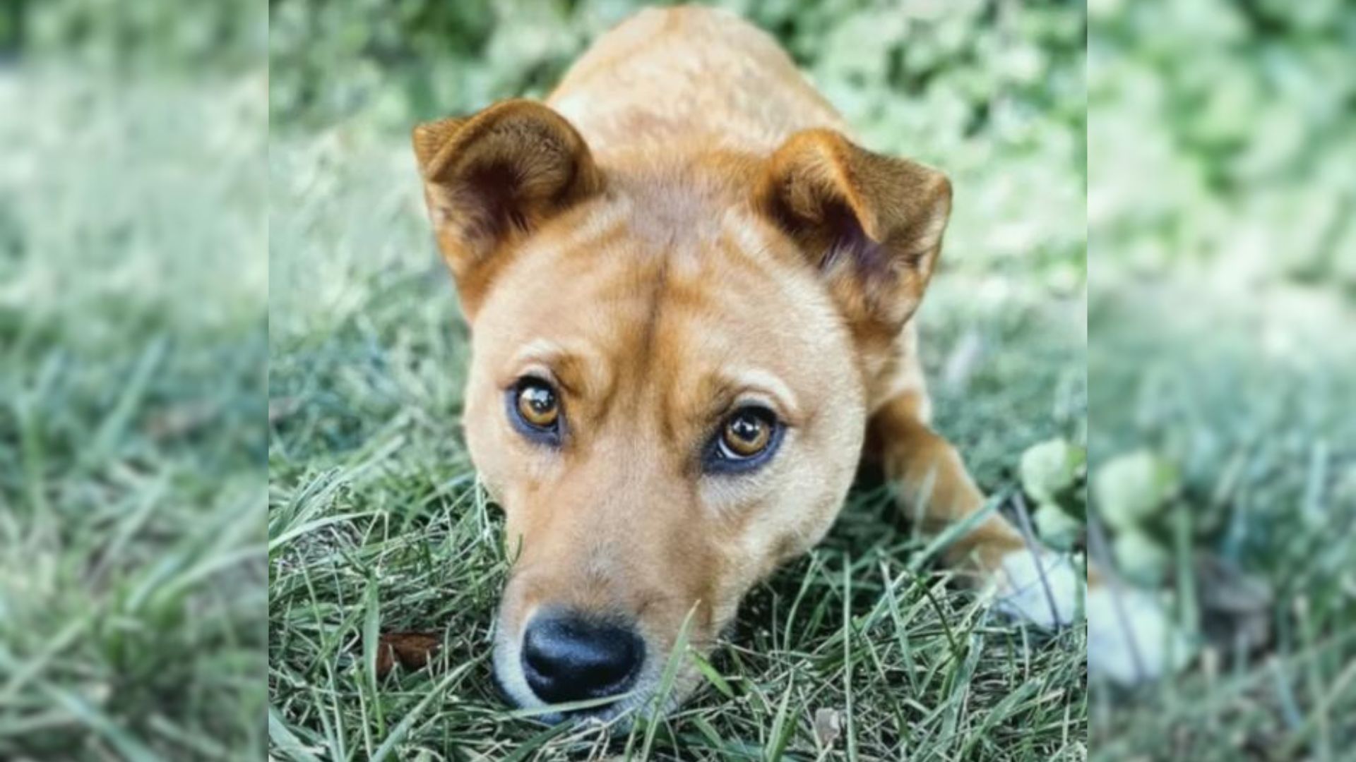 All Her Puppies Got Adopted, But No One Wanted Her Because She Was Timid  