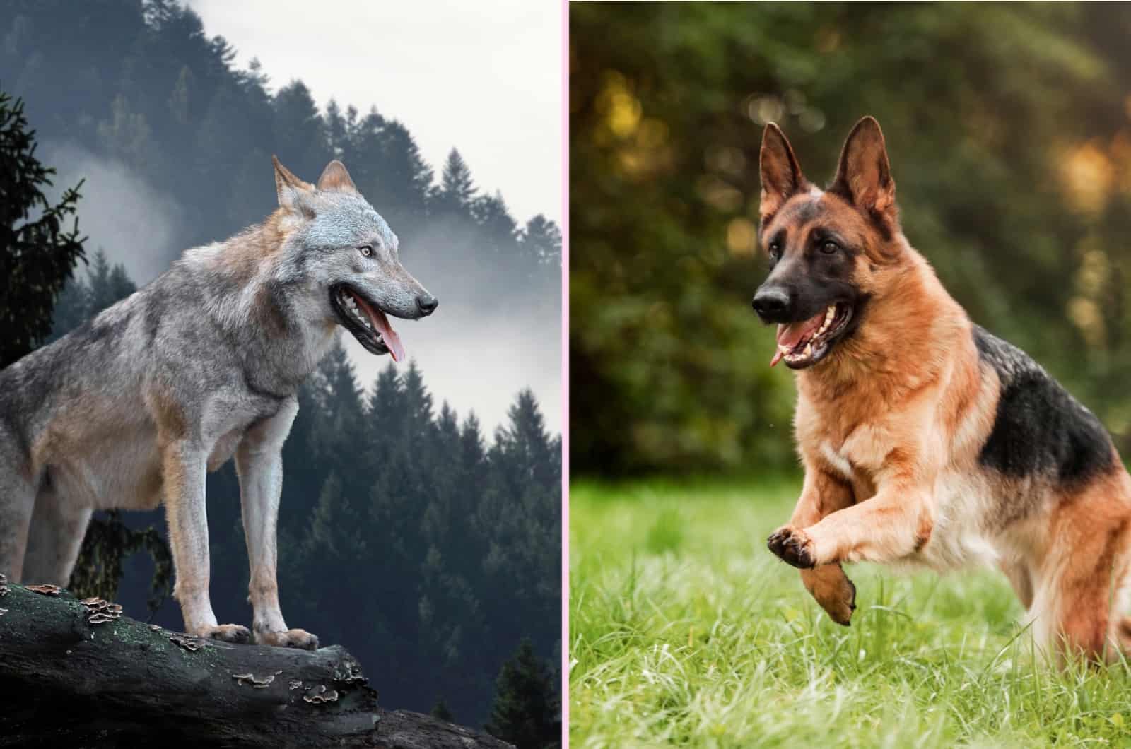 All The Differences Between Wolves And German Shepherd Dogs