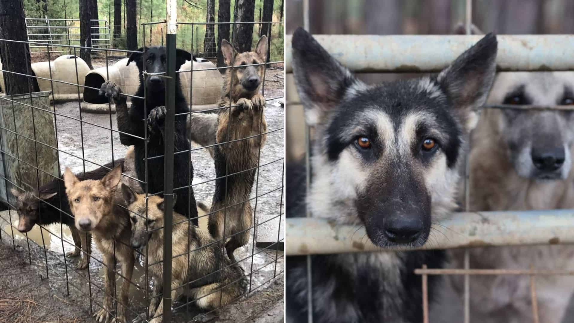 Almost 500 German Shepherds Saved In One Of The Biggest Rescue Actions Ever