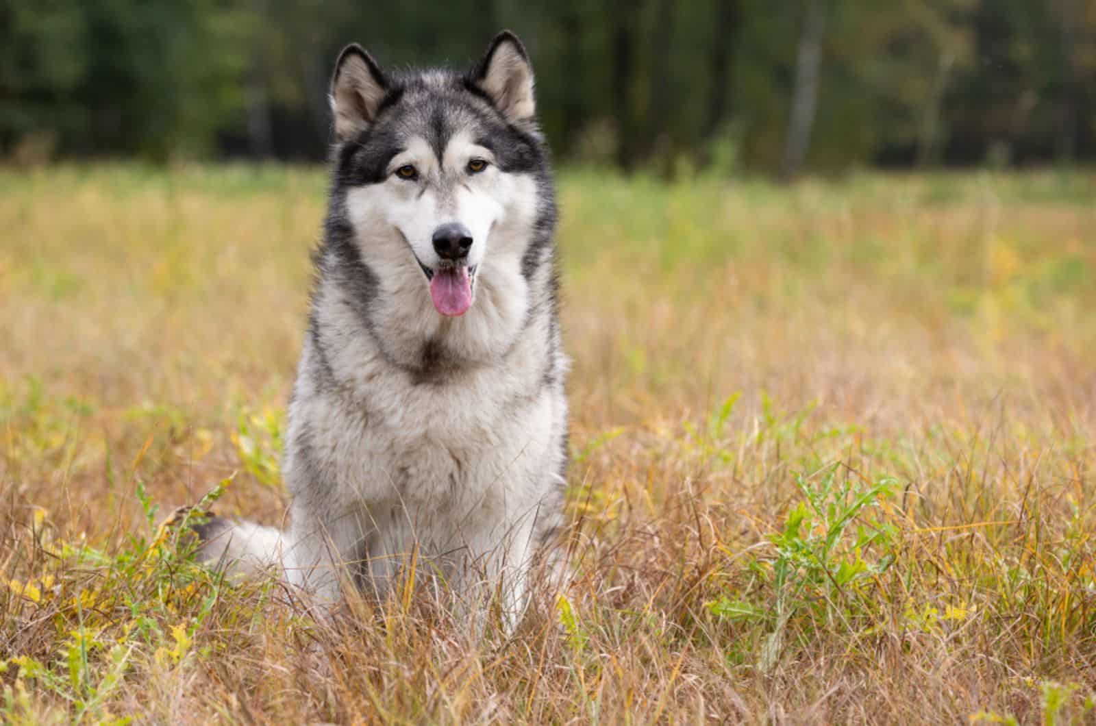 alsakan malamute dog on a meadow