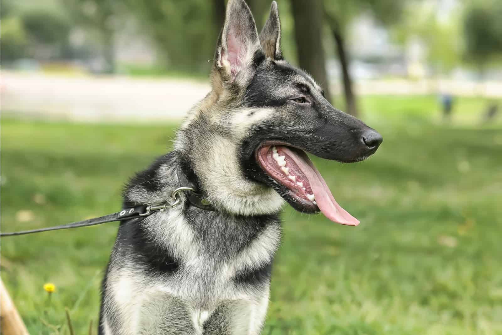 Alsatian Wolf sitting On Green Grass