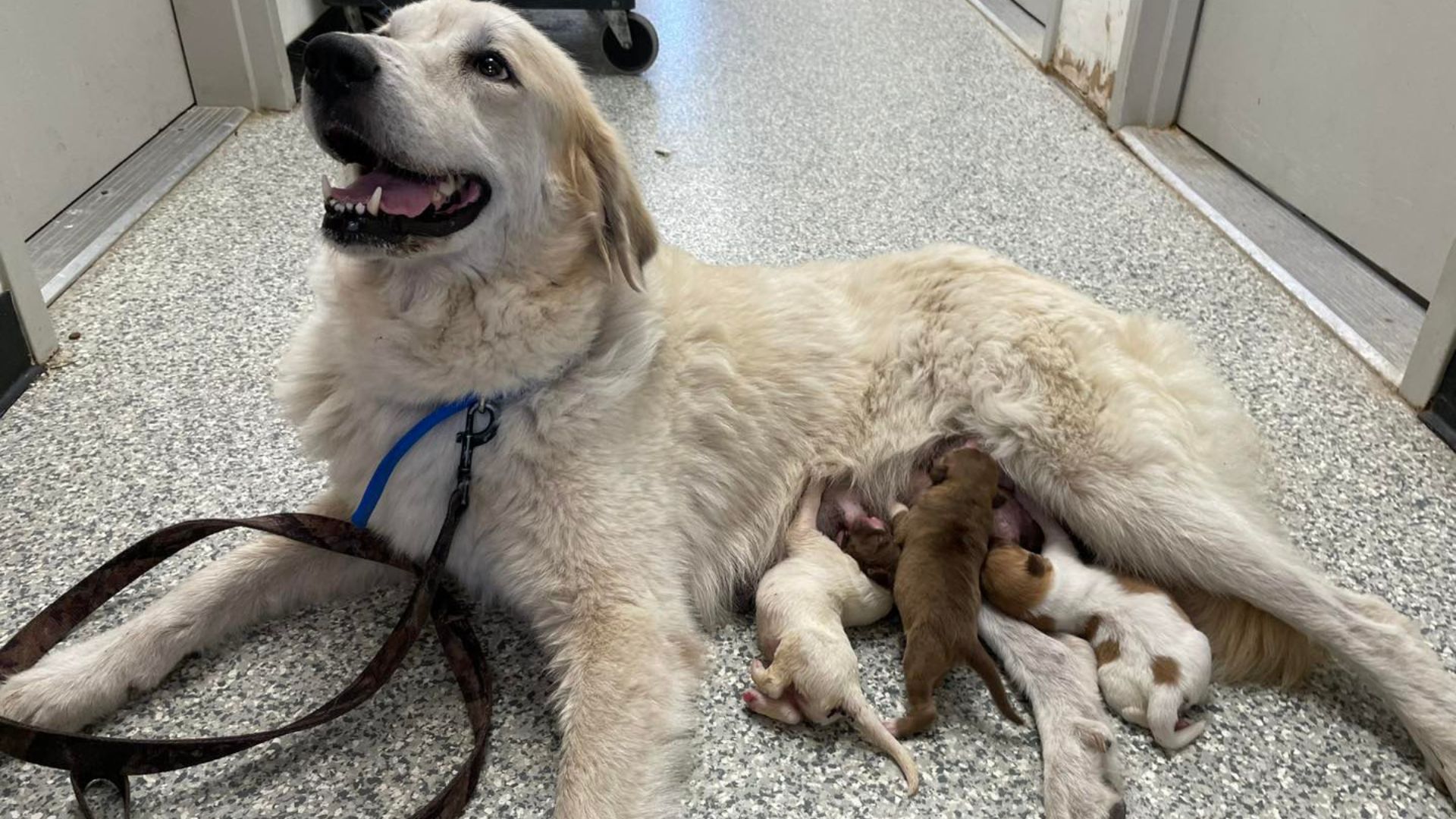 Amazing Shelter Dog Took In 3 Puppies Under Her Care And Helped Them Recover