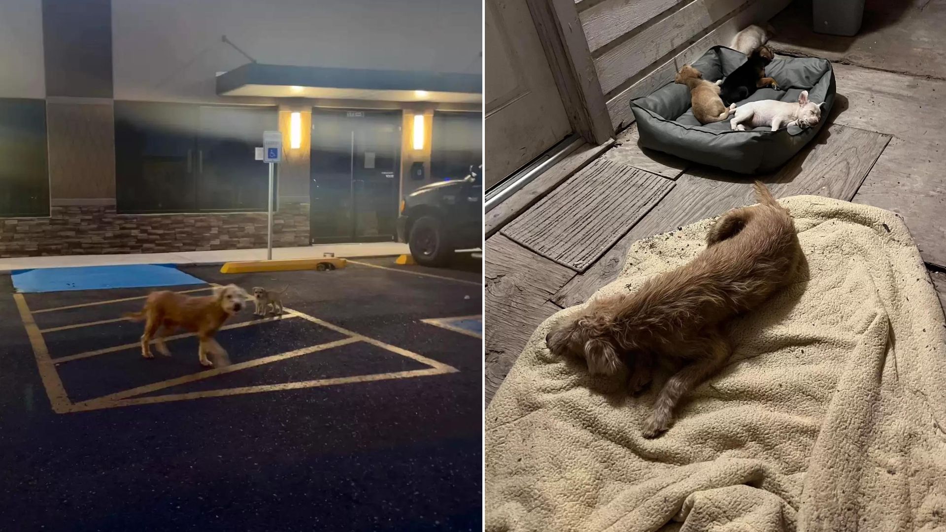 This Kind Dog Protected Small Puppies From Harm Until Rescuers Stepped In To Help