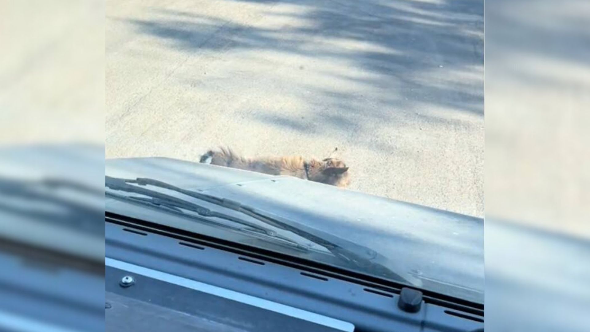 Man Stumbles Upon A Dog On The Road, Only To Discover It Was Something Completely Different