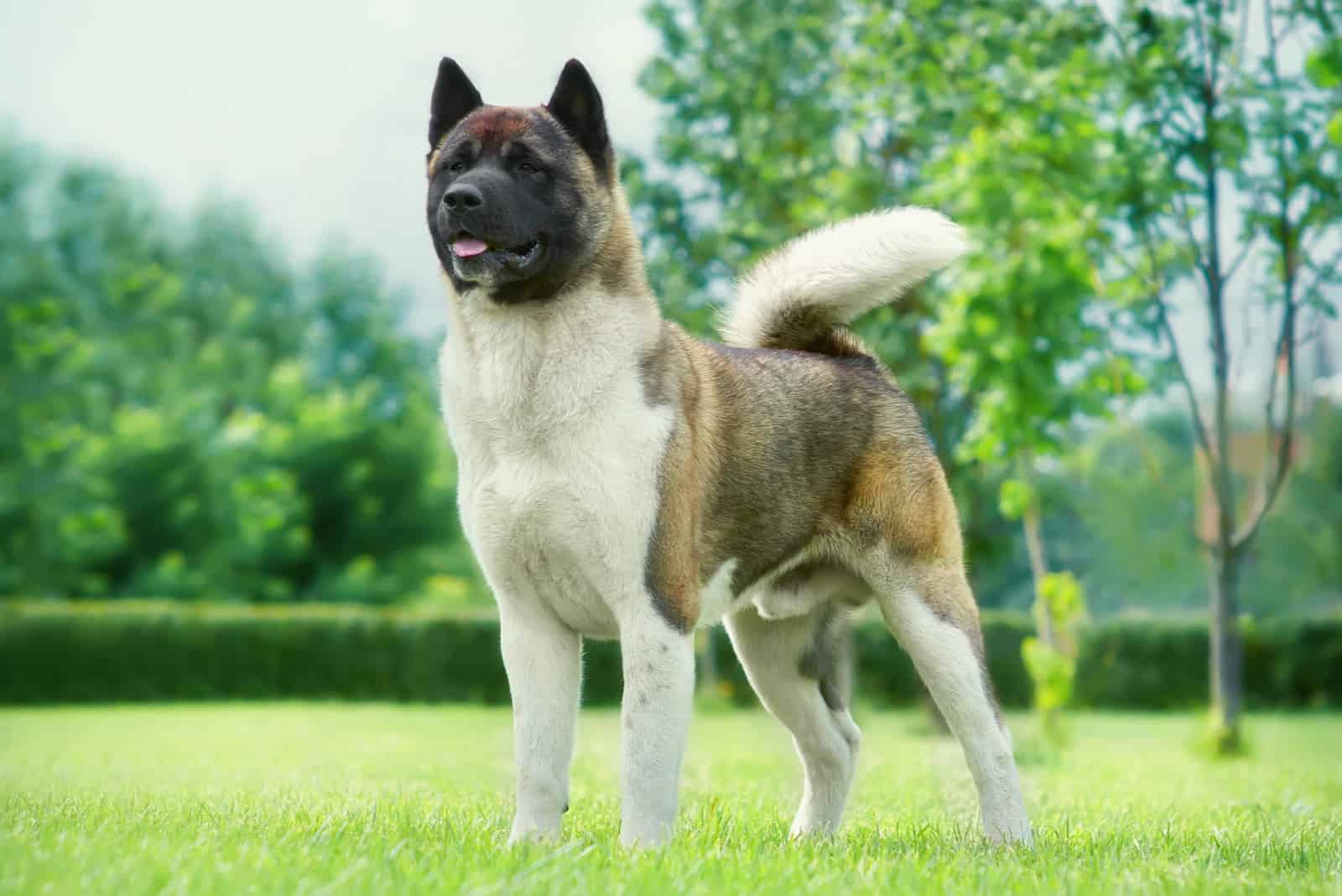 American Akita in the garden on the green lawn