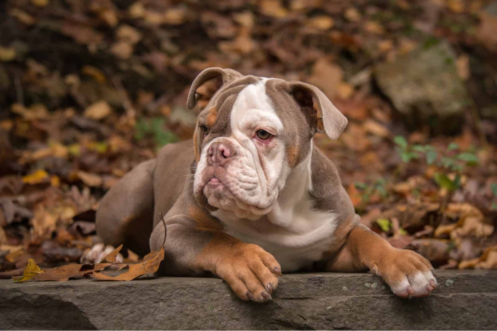 american bulldog