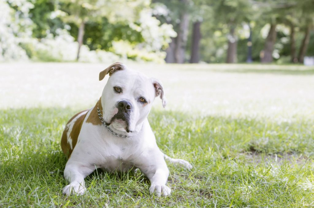 american bulldog lying on the grass