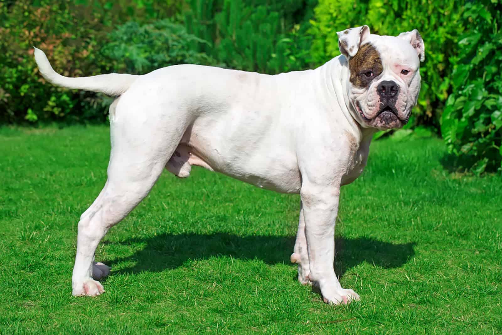 beautiful american bulldog standing on the grass