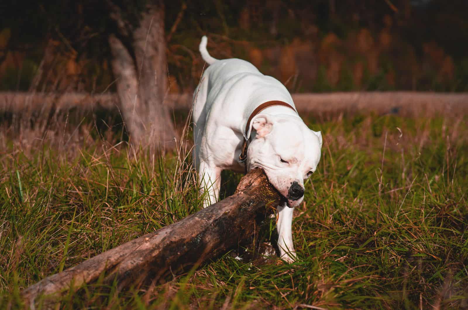 American Bulldog bitting log