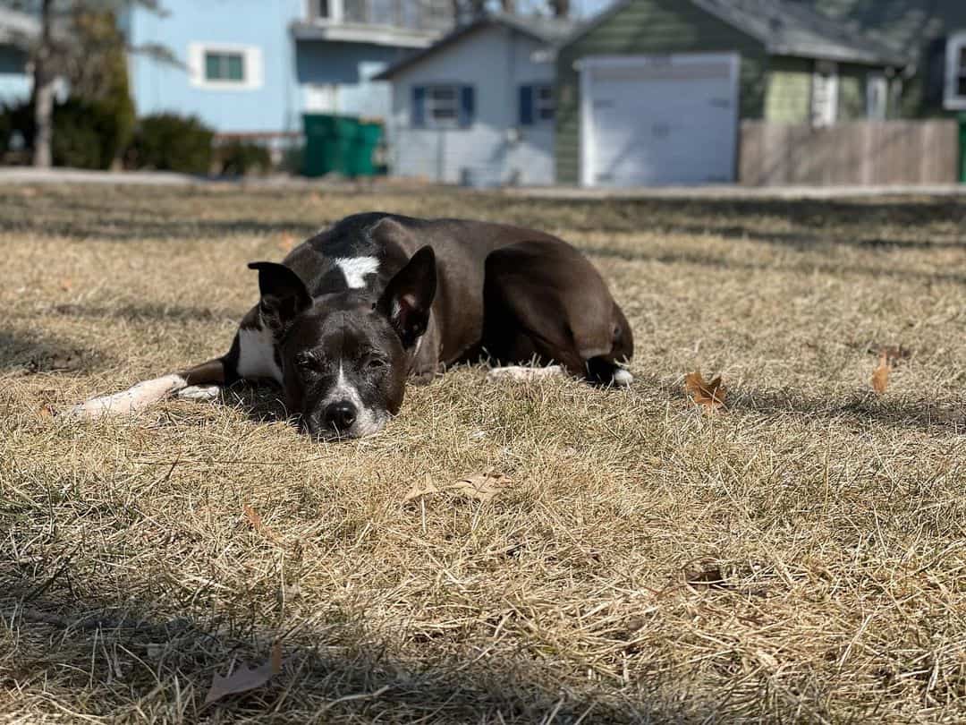 american bulldog blue heeler mix